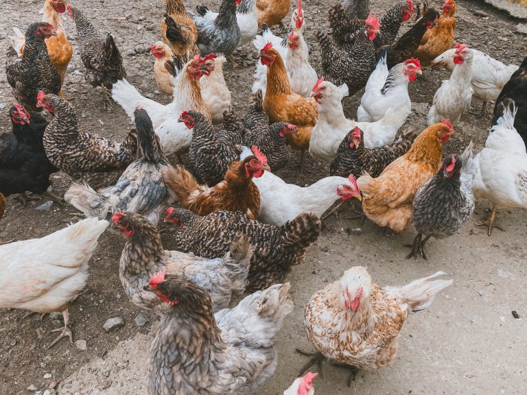 Flock of colorful chickens together representing a mixed flock