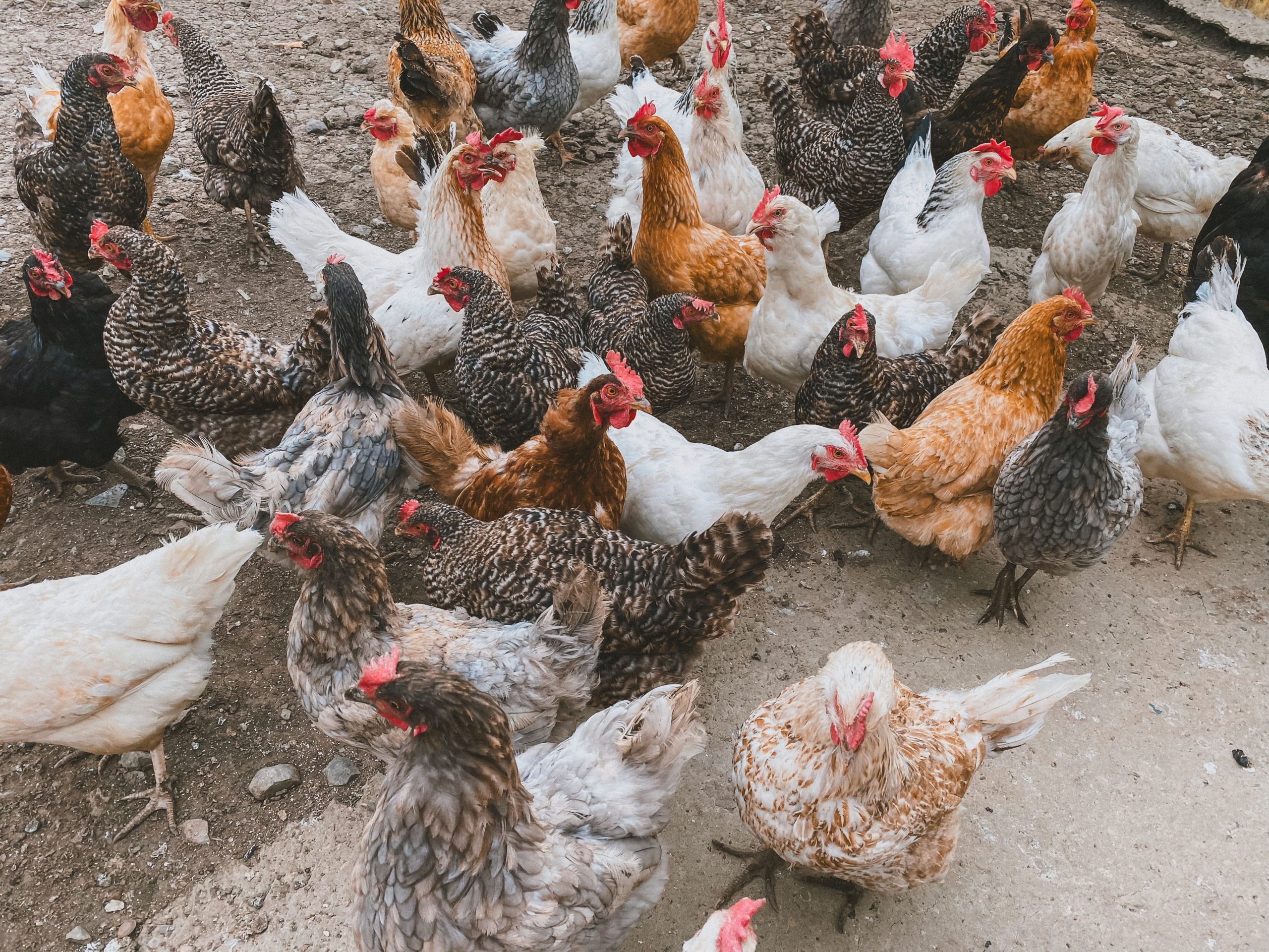 Flock of colorful chickens together representing a mixed flock