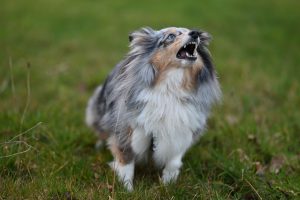 Alert livestock guardian dog standing watch in a green field