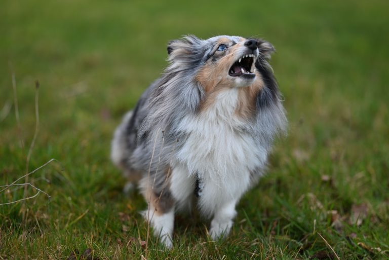 Alert livestock guardian dog standing watch in a green field