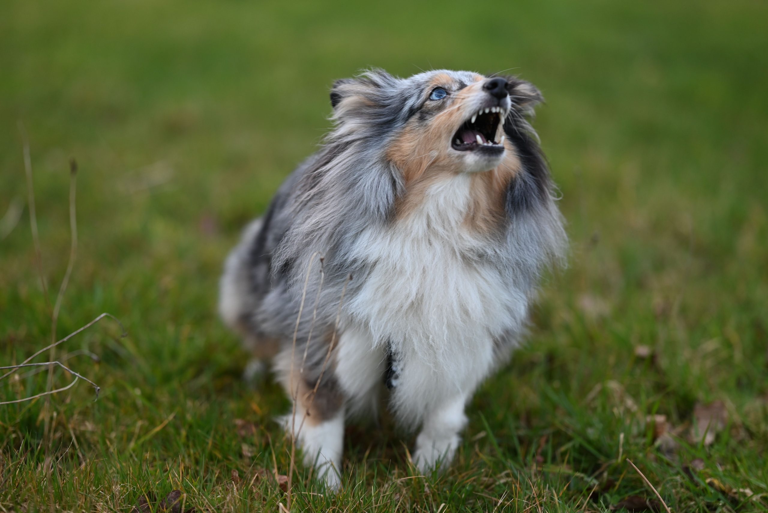 Alert livestock guardian dog standing watch in a green field