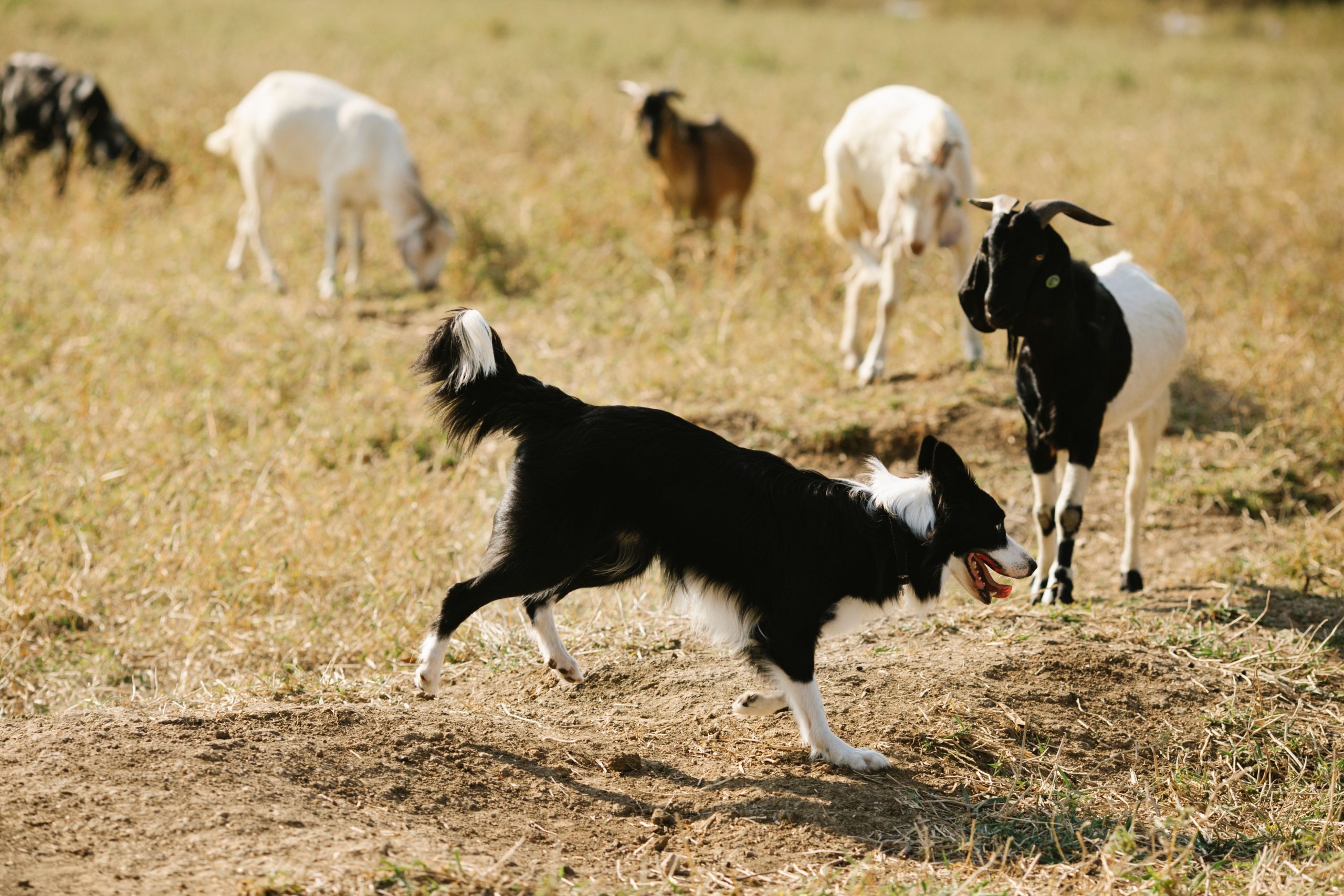 Livestock guardian dog being introduced to a herd of goats