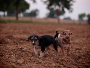 Livestock guardian dog puppies standing together outdoors near livestock