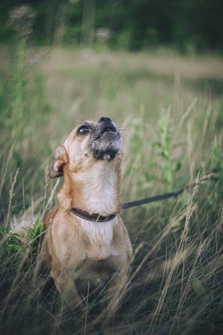 Livestock guardian dog puppy outdoors representing common training mistakes to avoid