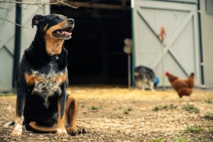 Livestock guardian dog socialized calmly next to a hen on the farm