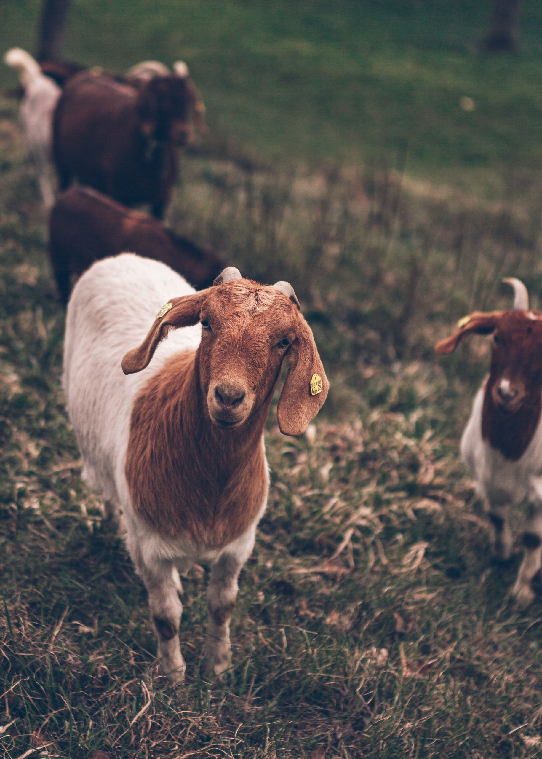 Boer meat goat standing on a farm