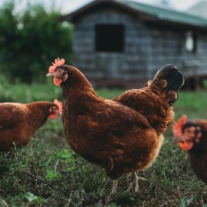 Rhode Island Red Ready-to-Lay Hens (RIR) for Sale