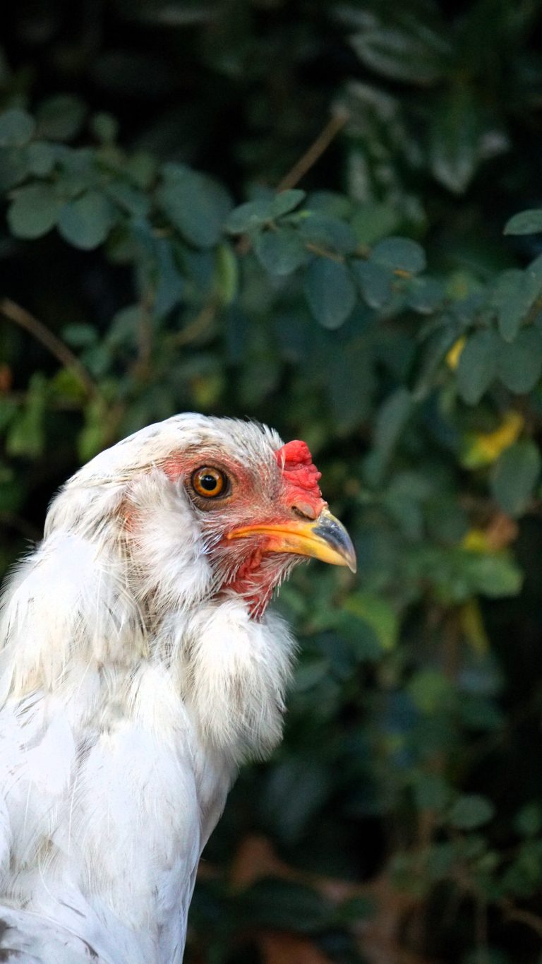 White hen portrait representing poultry health and disease prevention