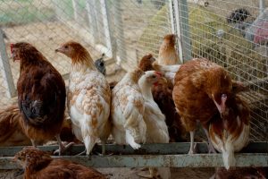 Hens in a cage representing different poultry housing systems