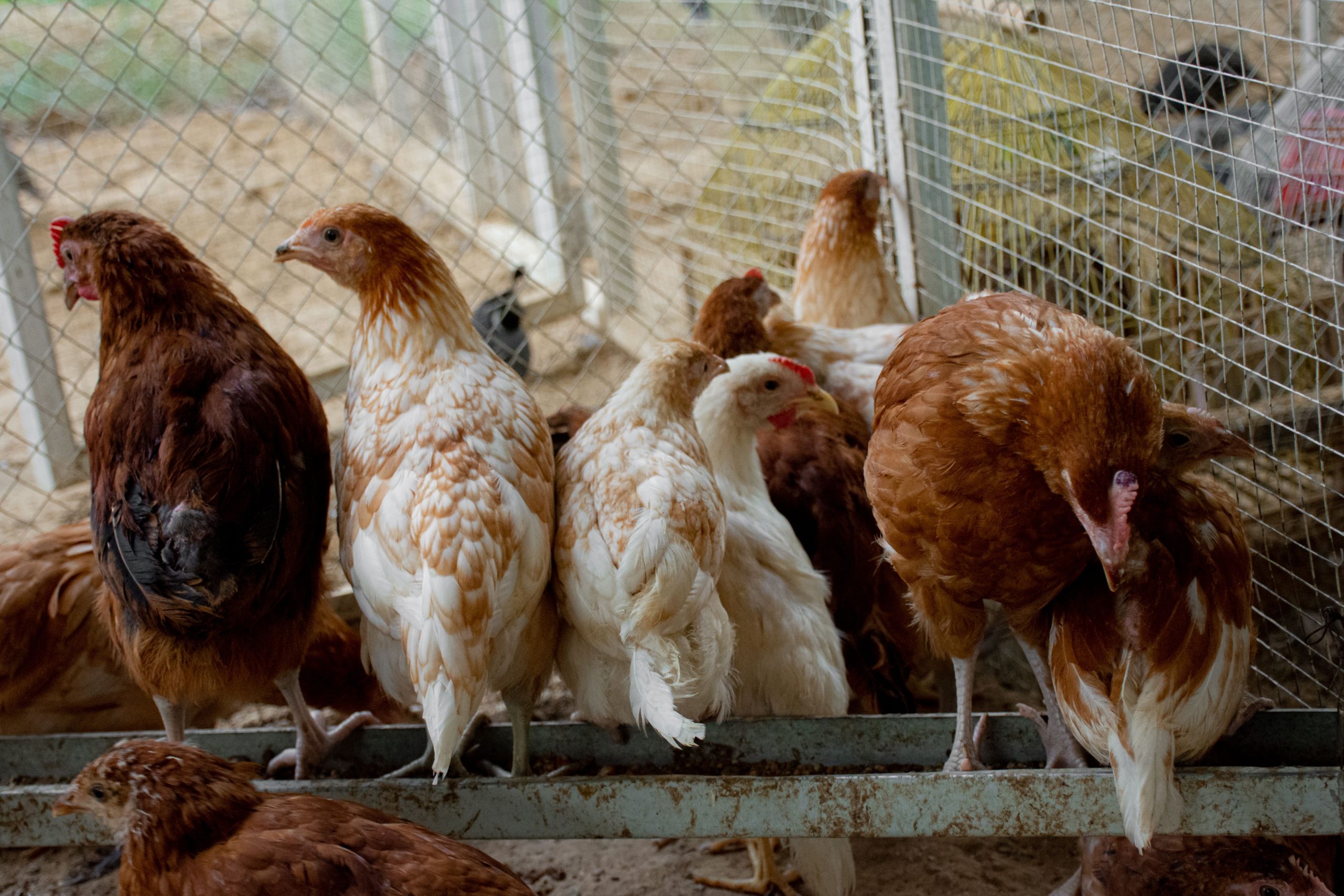 Hens in a cage representing different poultry housing systems