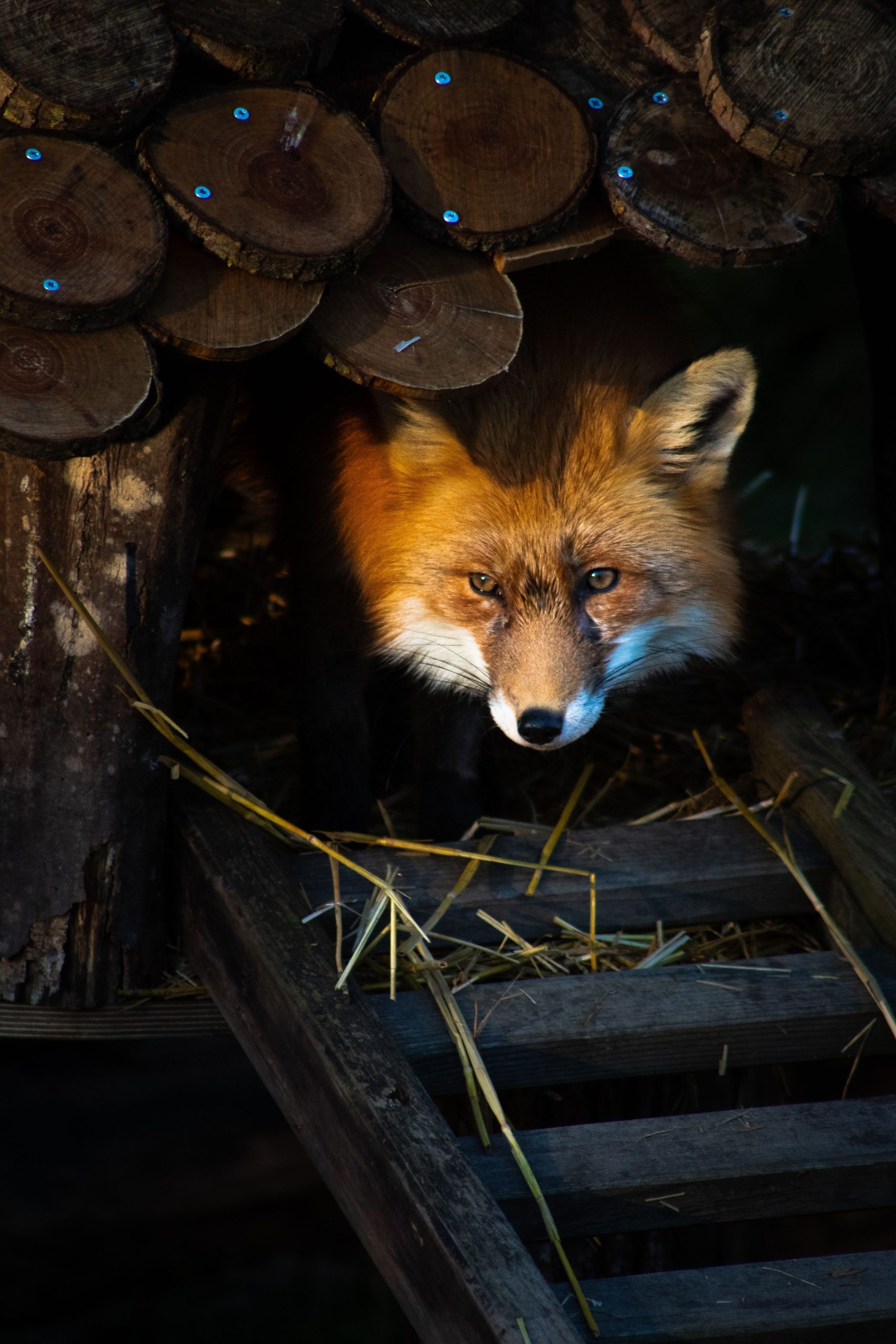 Red fox emerging near a farm representing poultry predator threats