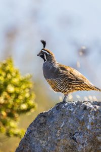 Close up of a quail representing small-space backyard quail farming