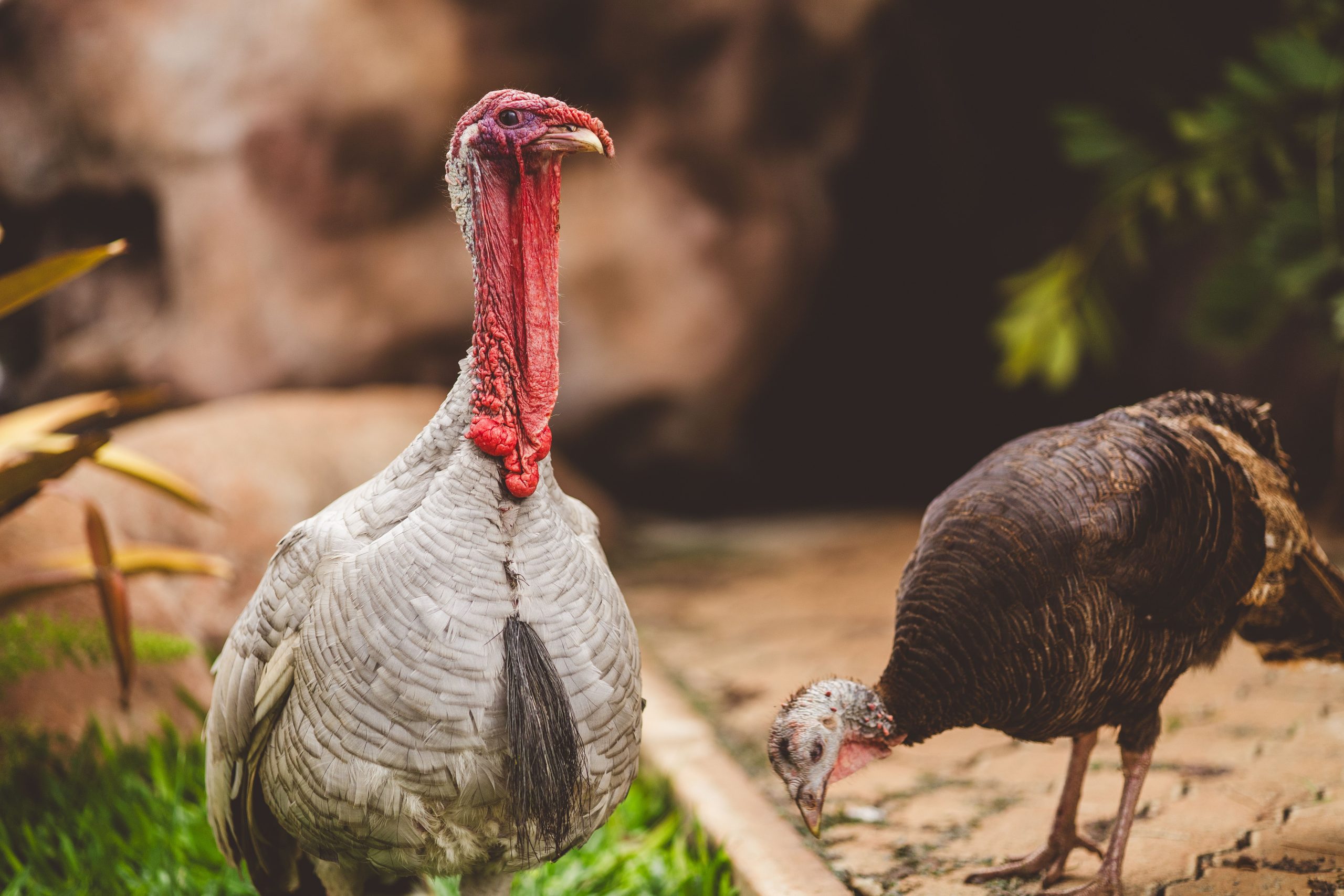 Domestic turkeys foraging in the yard on a small farm
