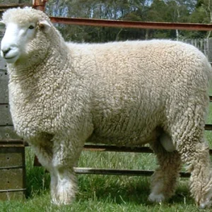 romney-sheep_CattleGirl-Wikimedia-Commons-1.webp Romney Sheep for Sale