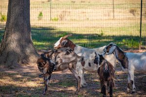 Group of goats grazing together in a sunny pasture on a small farm