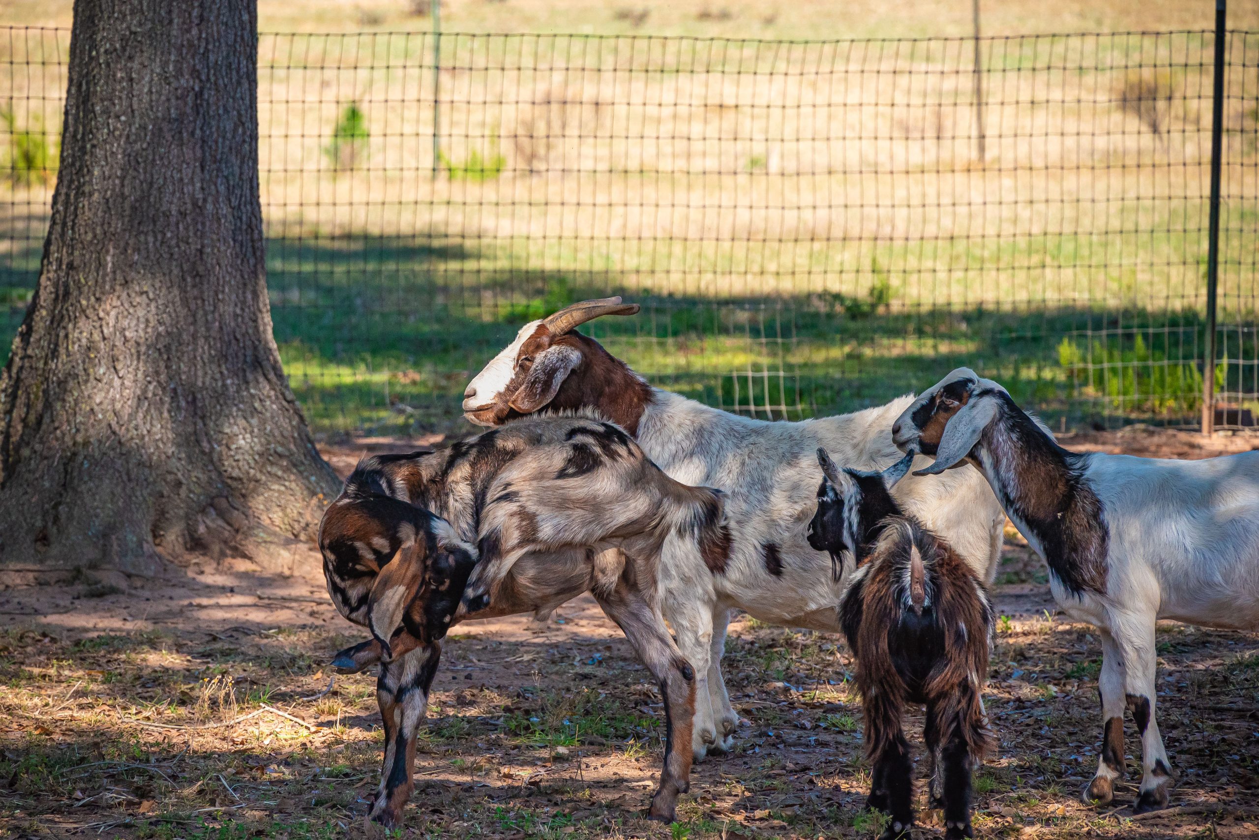 Group of goats grazing together in a sunny pasture on a small farm