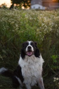 Livestock guardian dog outdoors on a farm representing a trained working adult