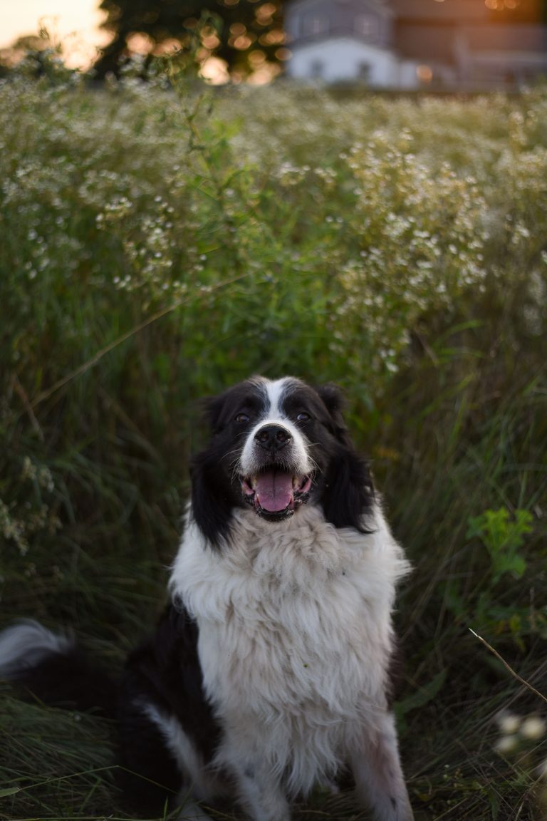 Livestock guardian dog outdoors on a farm representing a trained working adult
