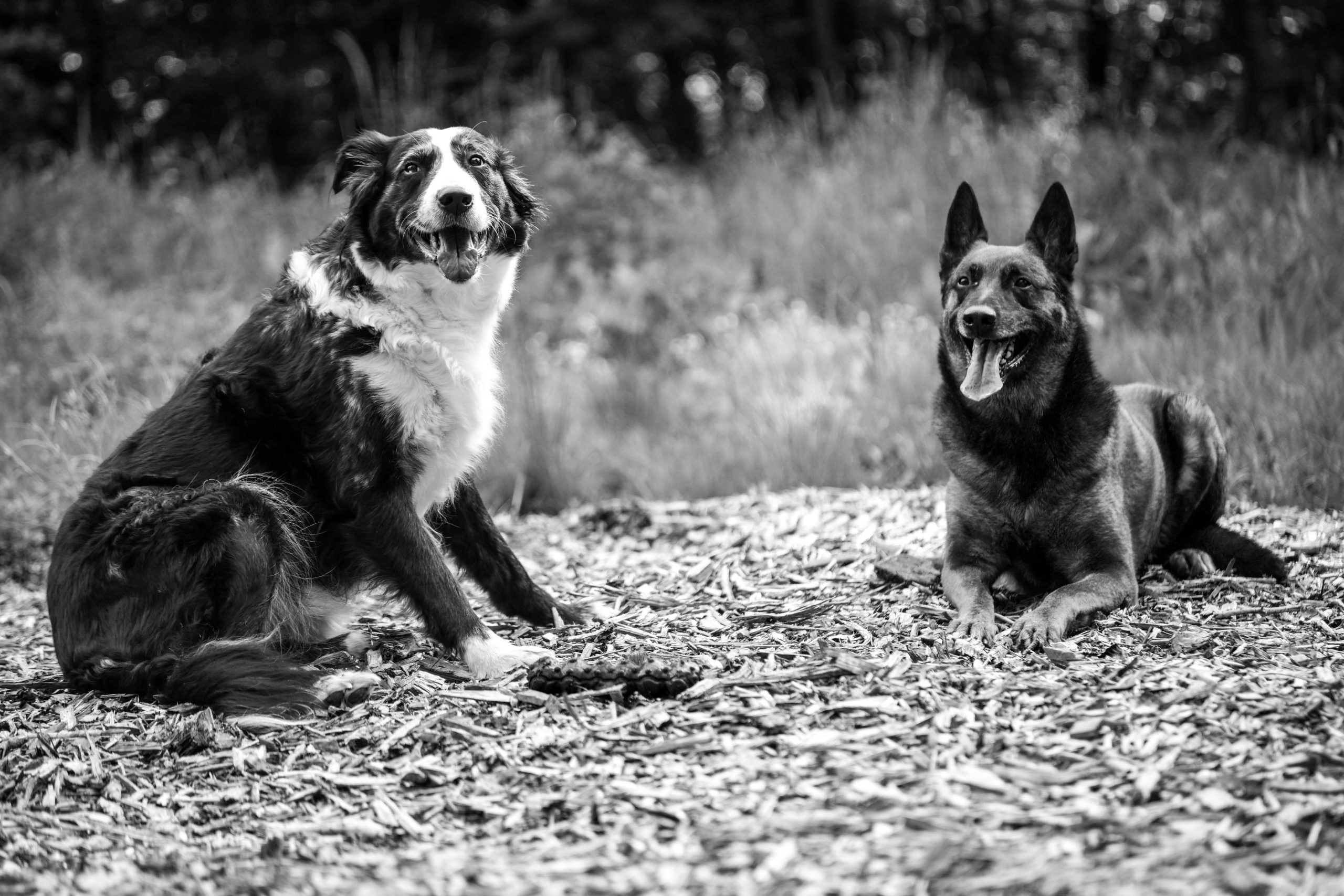 Two livestock guardian dogs standing together outdoors on a farm